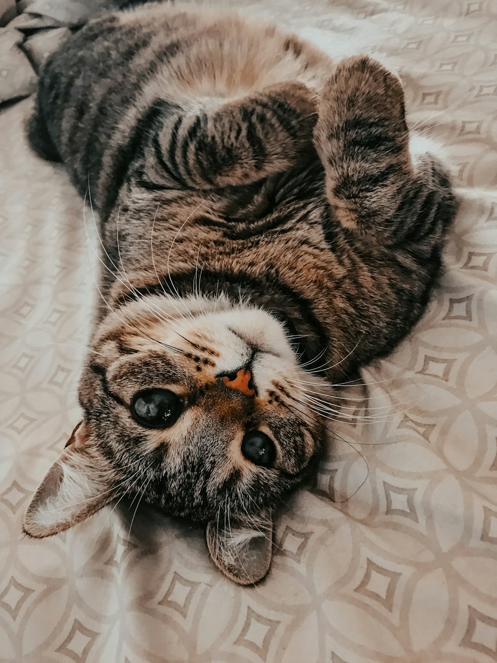 brown tabby cat lying on white textile