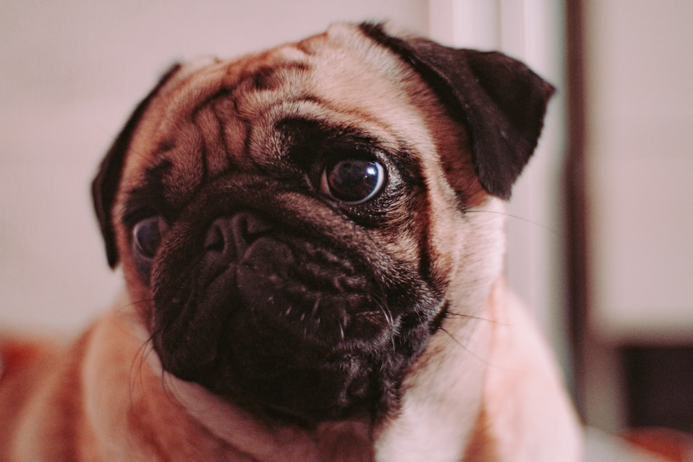 fawn pug in close up photography