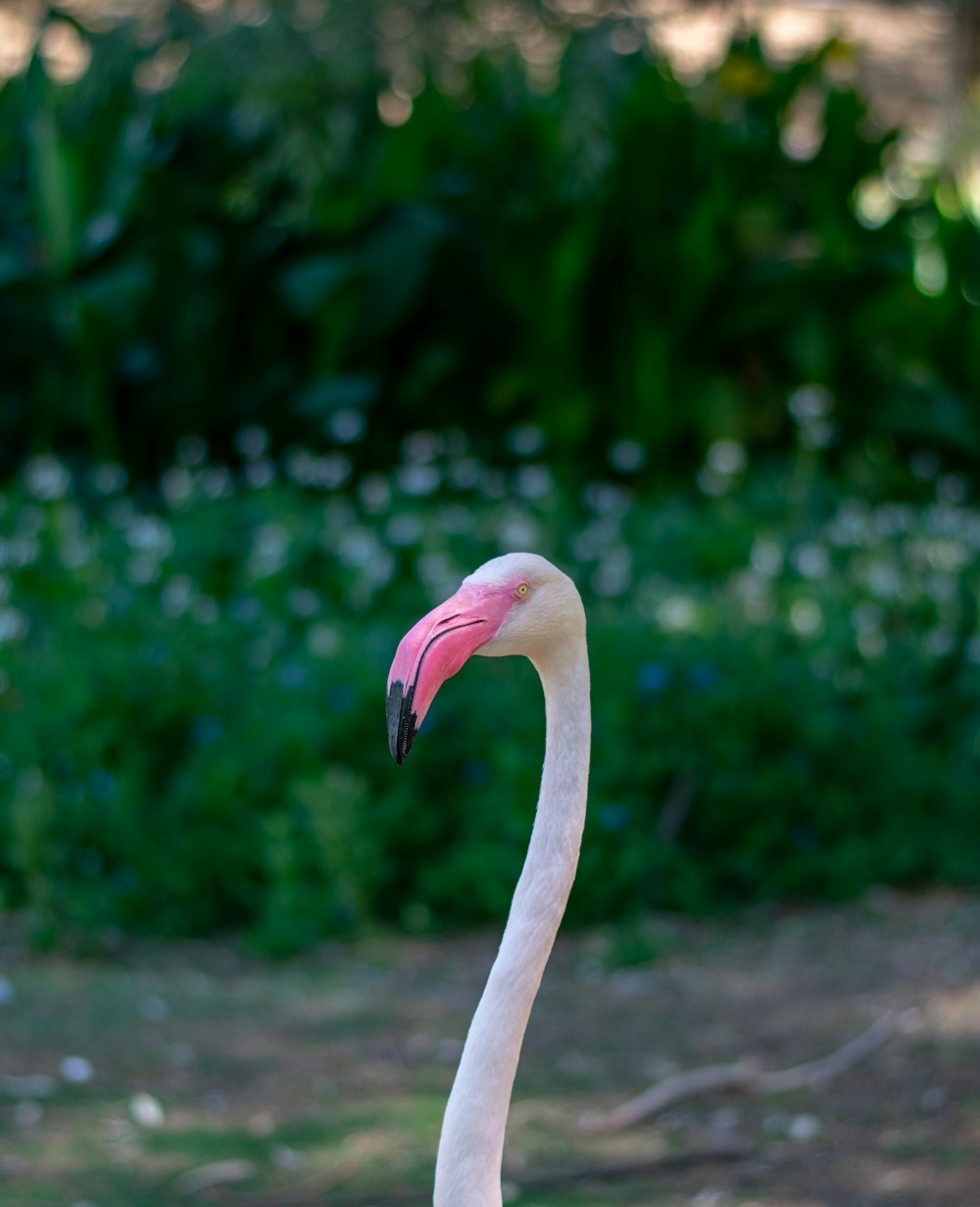 Rosa Flamingo in Tilt Shift-Linse