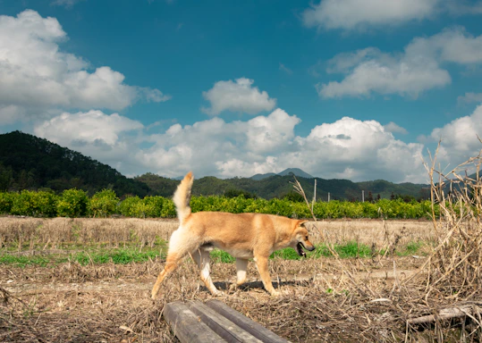 A peaceful view of the sanctuary's green fields with a happy dog running freely under a bright blue sky.