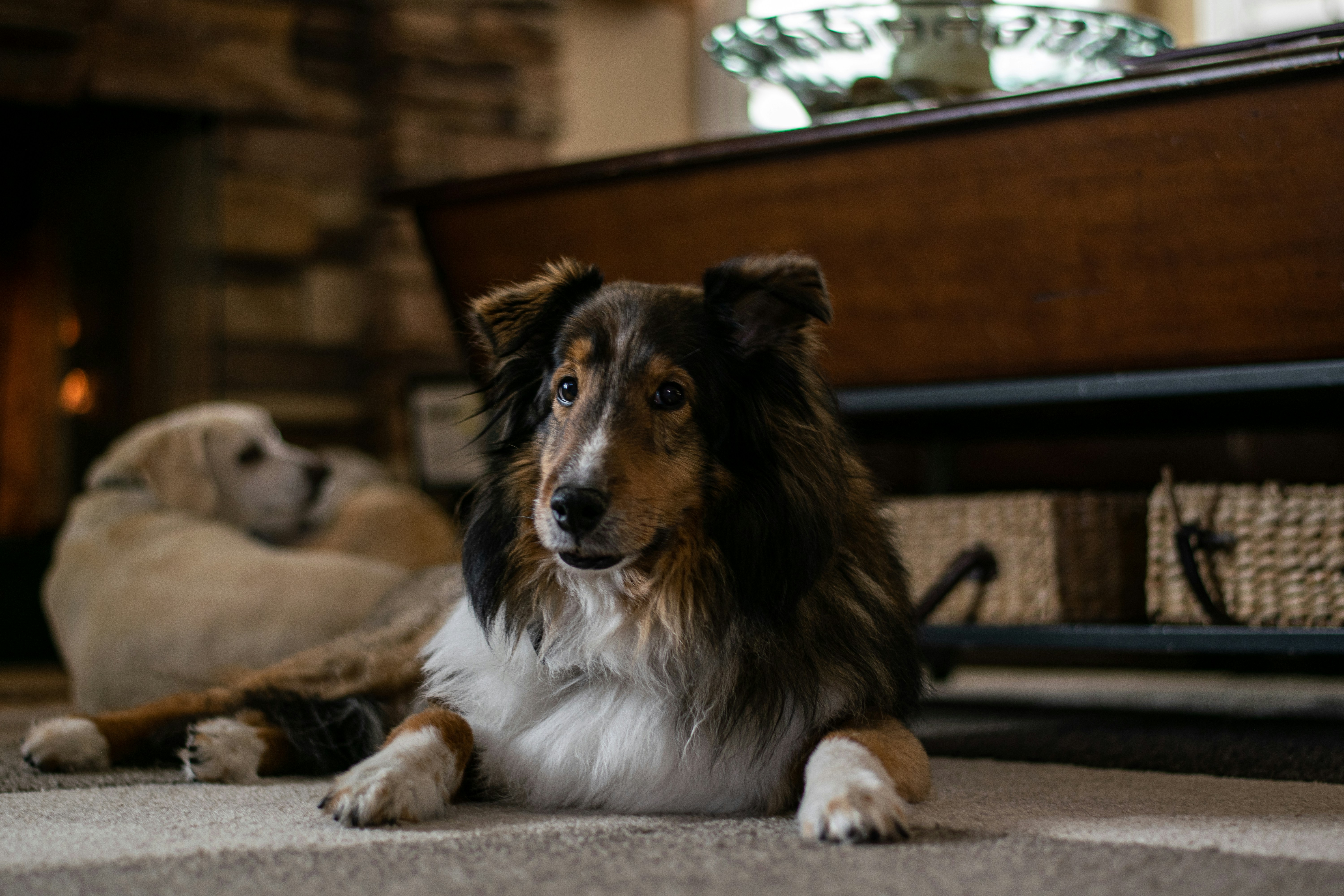 Haart mein Shetland Sheepdog? Wie stark? Zu welcher Jahreszeit