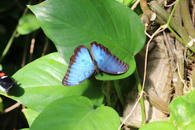 Vibrant blue morpho butterfly resting on a leaf in a tropical forest.