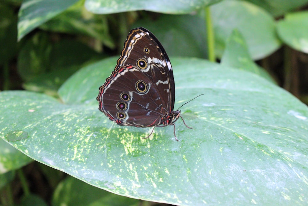 Mariposa marrón y blanca sobre hoja verde