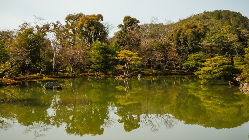 arbres verts sur le plan d’eau pendant la journée