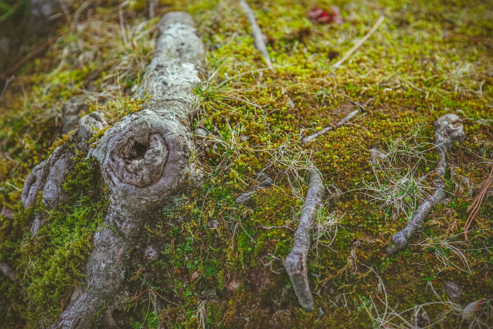 brown tree trunk on green grass