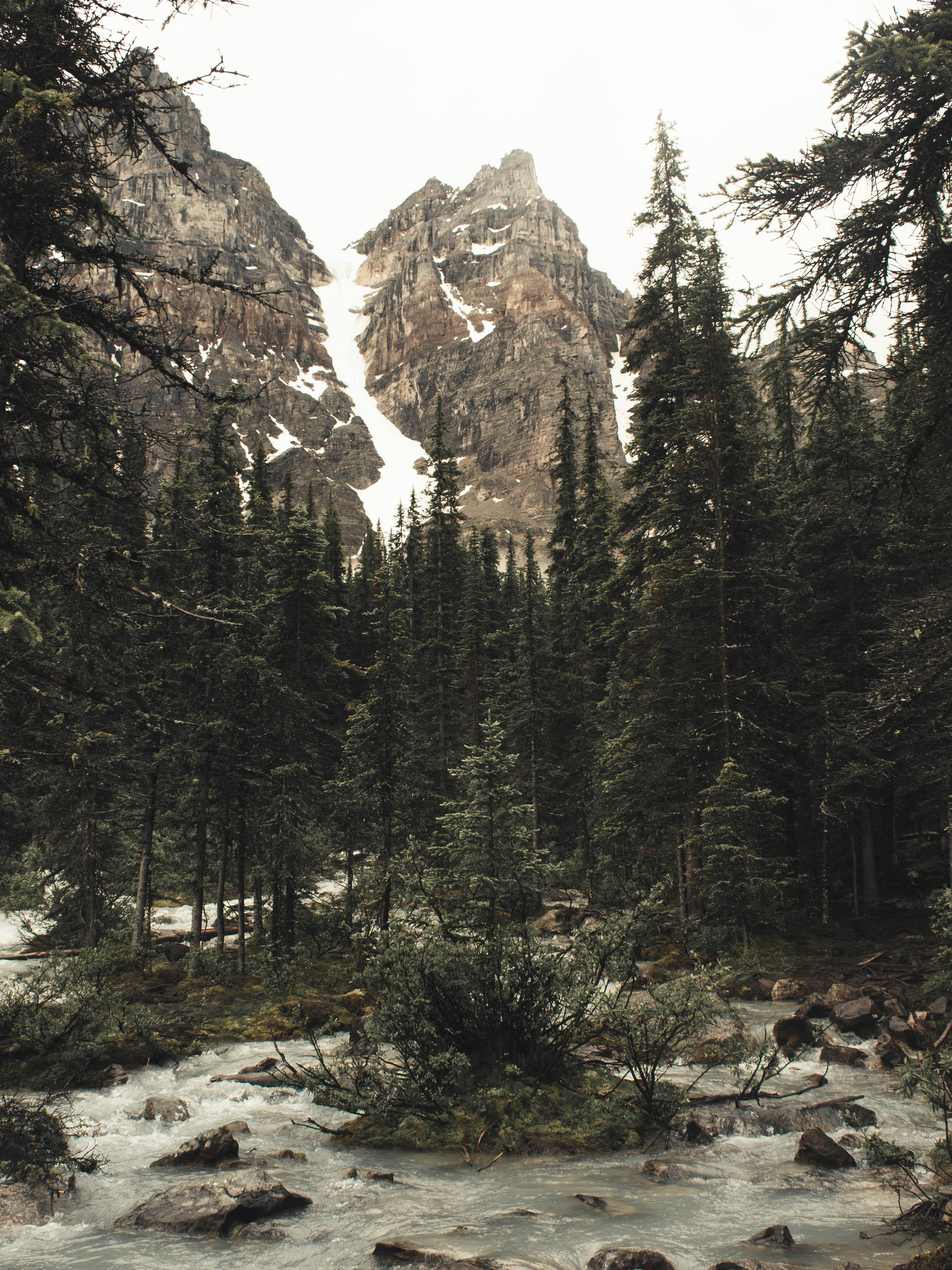 Grüne Kiefern in der Nähe von Rocky Mountain tagsüber