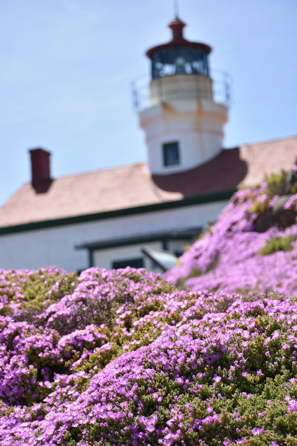 purple flowers and a light house in the background