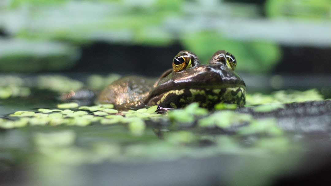 green frog on water during daytime