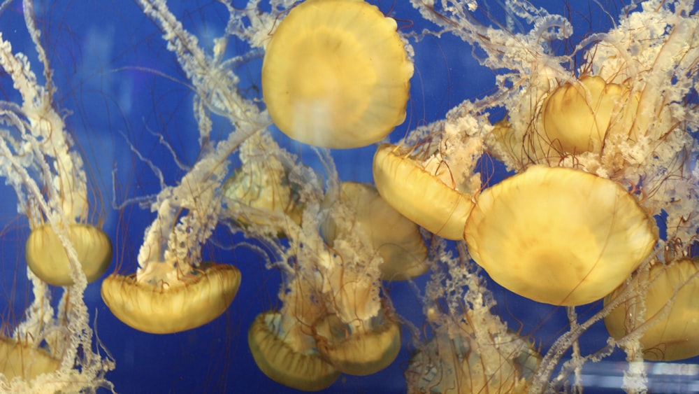 yellow jellyfish in blue water