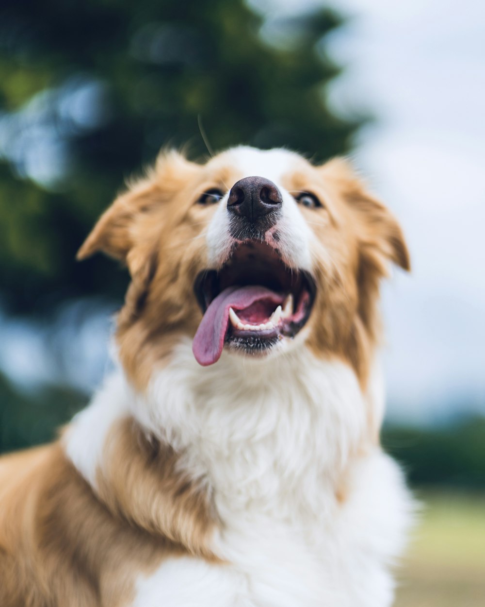 Chien à poil long blanc et brun