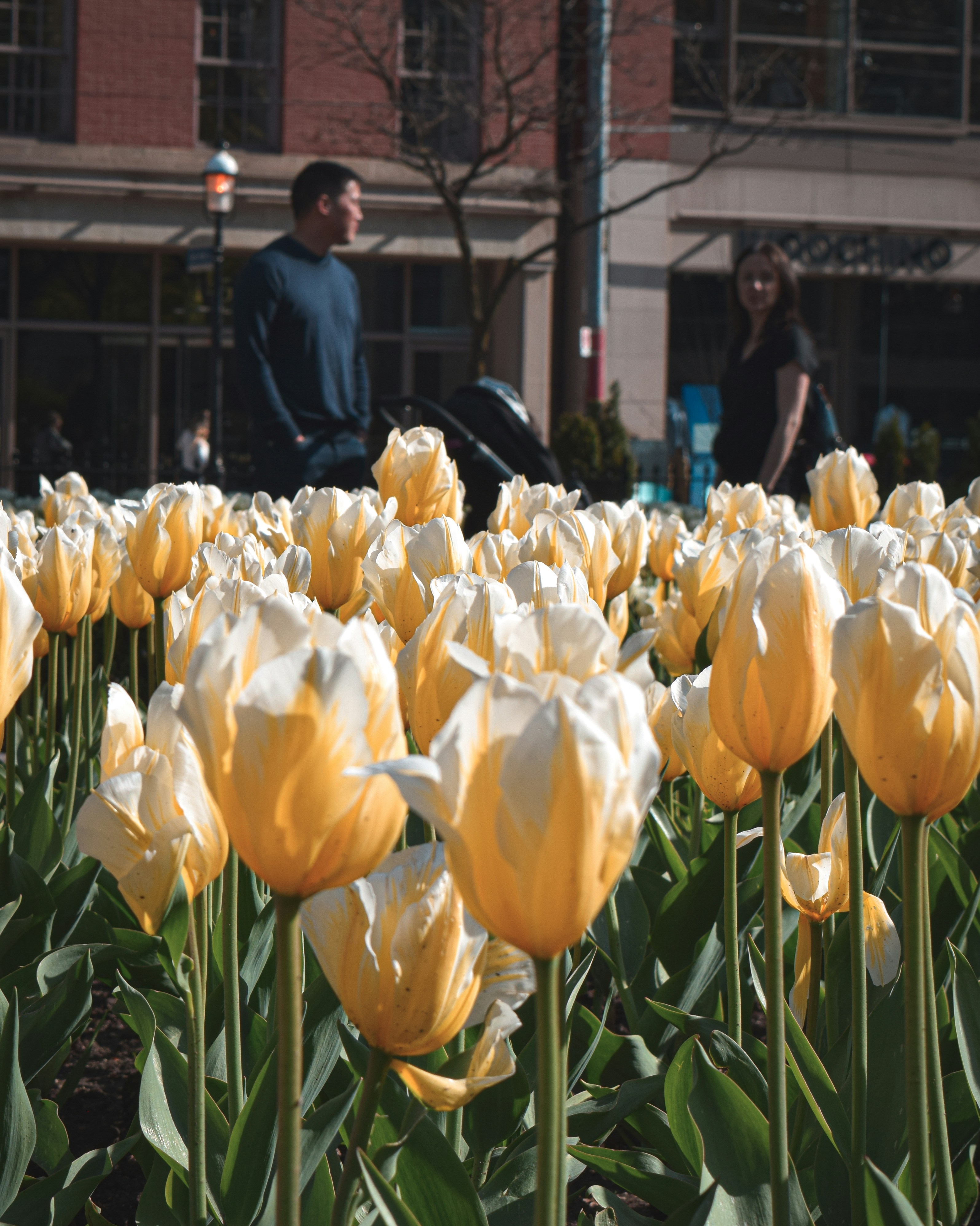 yellow root wallpaper, wallpaper, 5 Manfaat Akar Kuning dan Cara Aman Mengonsumsinya 4