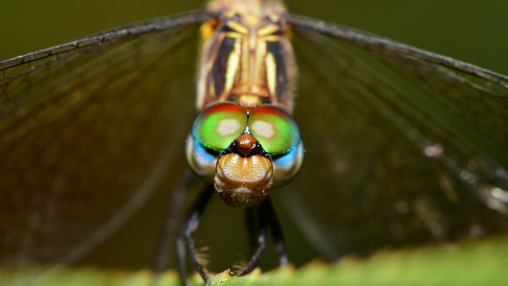 green and brown dragonfly in macro photography