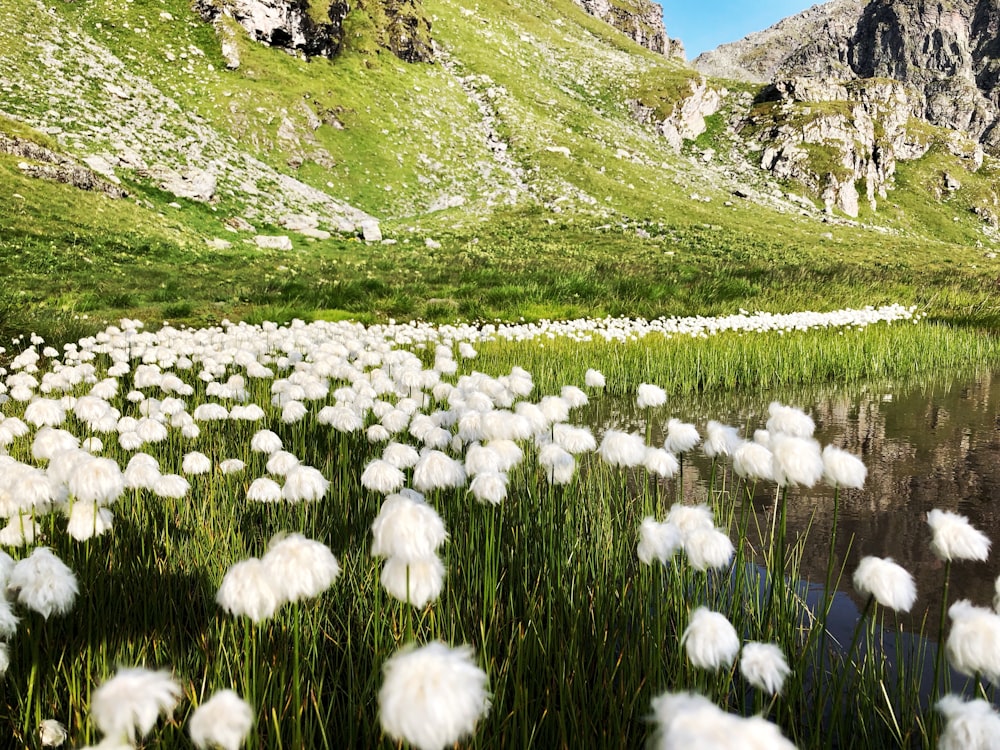 fiori bianchi sul campo di erba verde durante il giorno