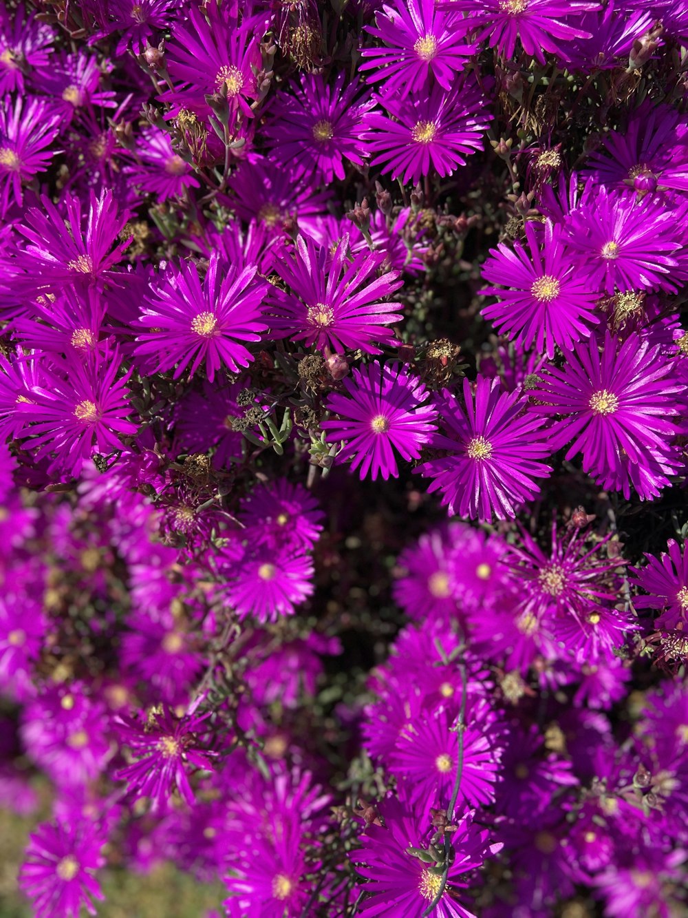 purple flowers in macro shot