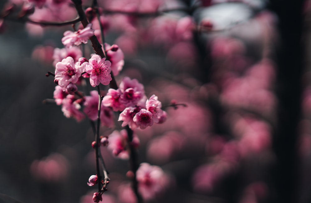 pink cherry blossom in close up photography