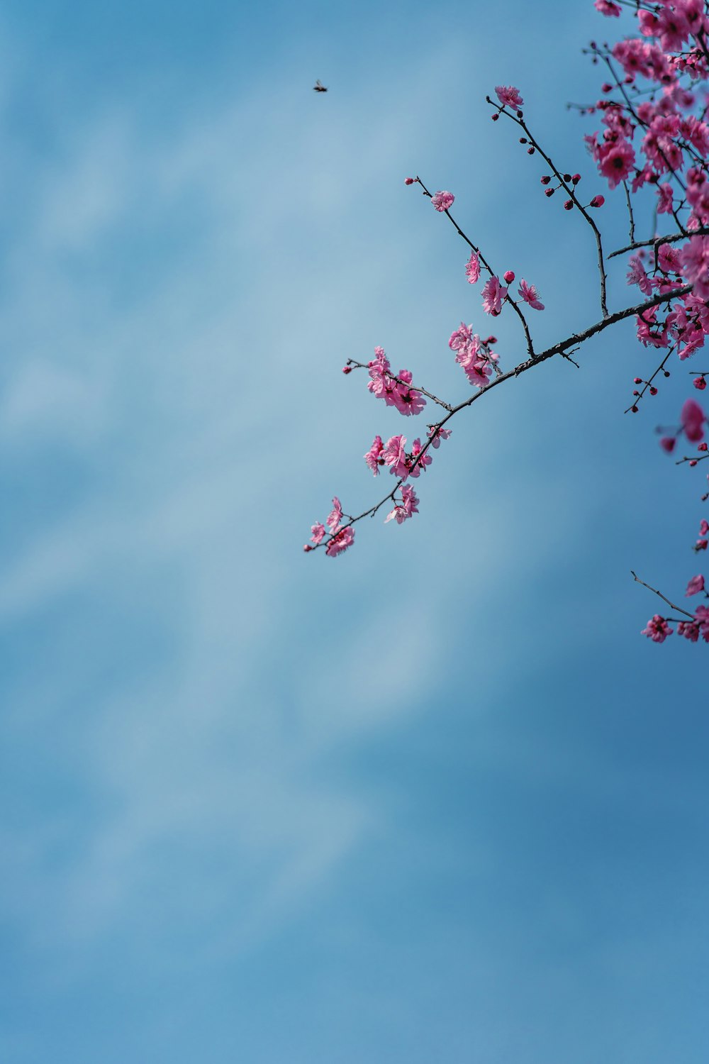 푸른 하늘 아래 핑크 꽃