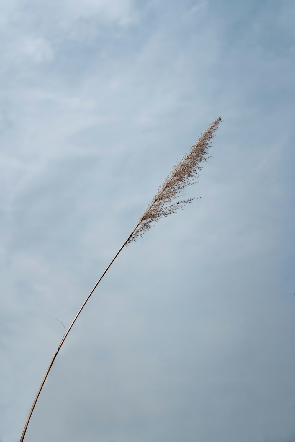 brown wheat under white clouds