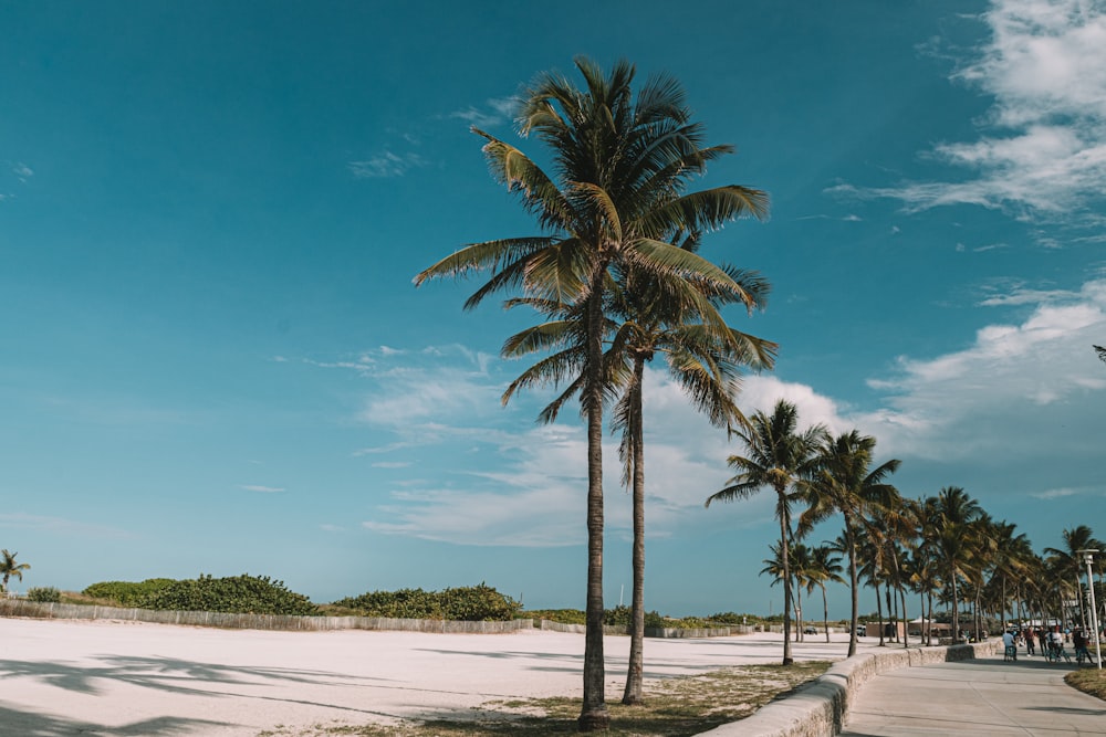 Palmera en la orilla de la playa durante el día