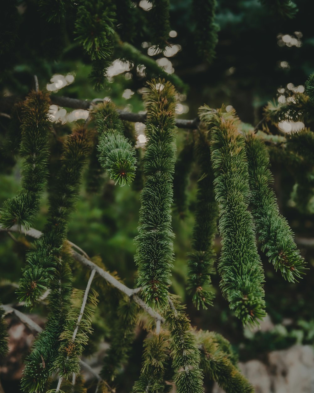 green pine tree in close up photography