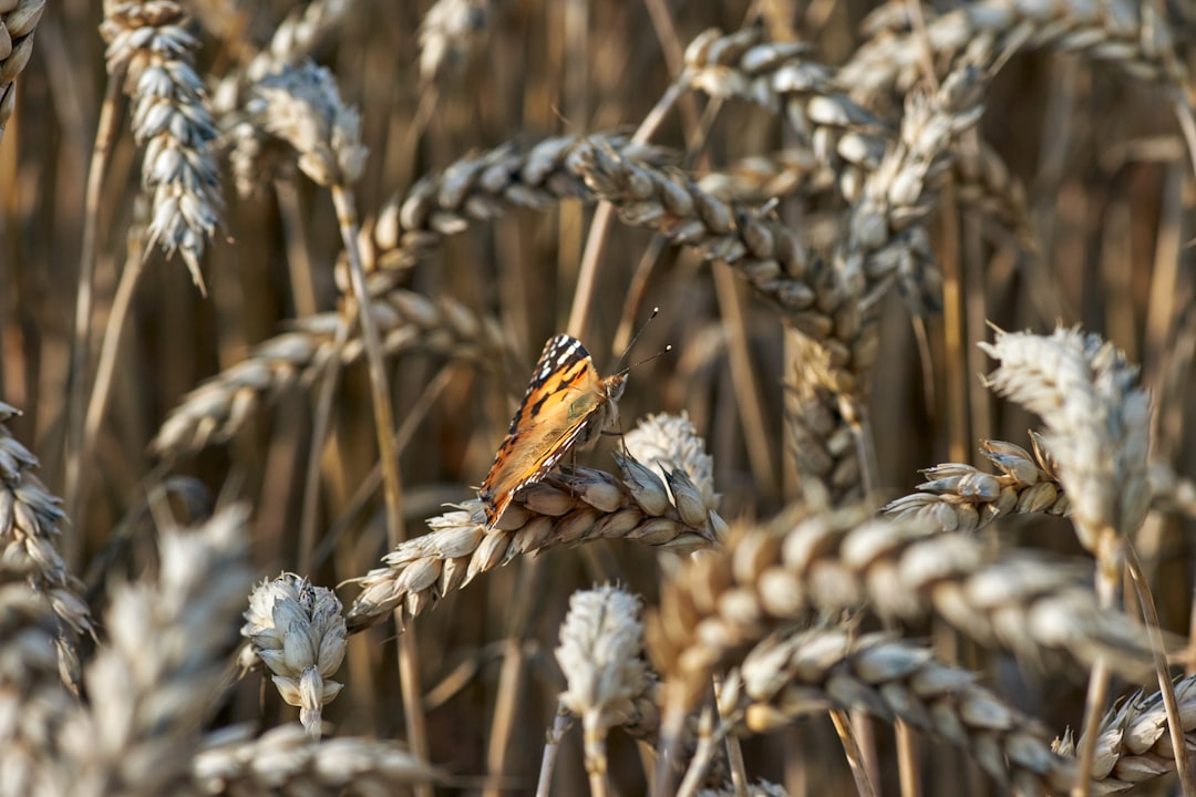 brown and black butterfly on wheat