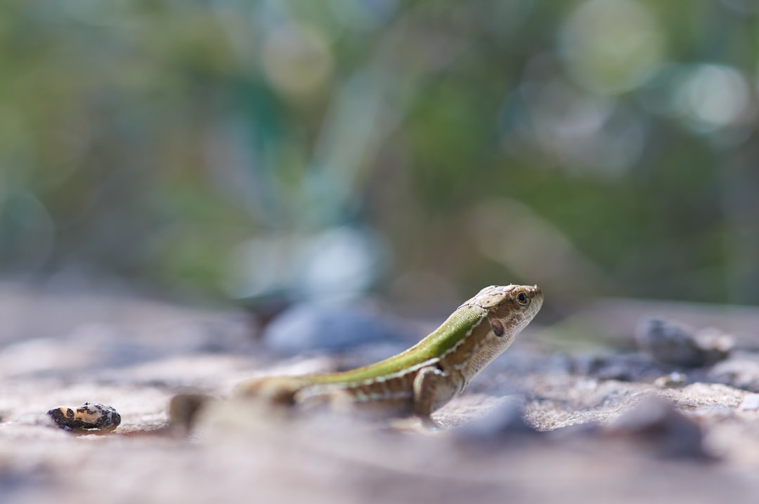 green lizard on gray rock during daytime
