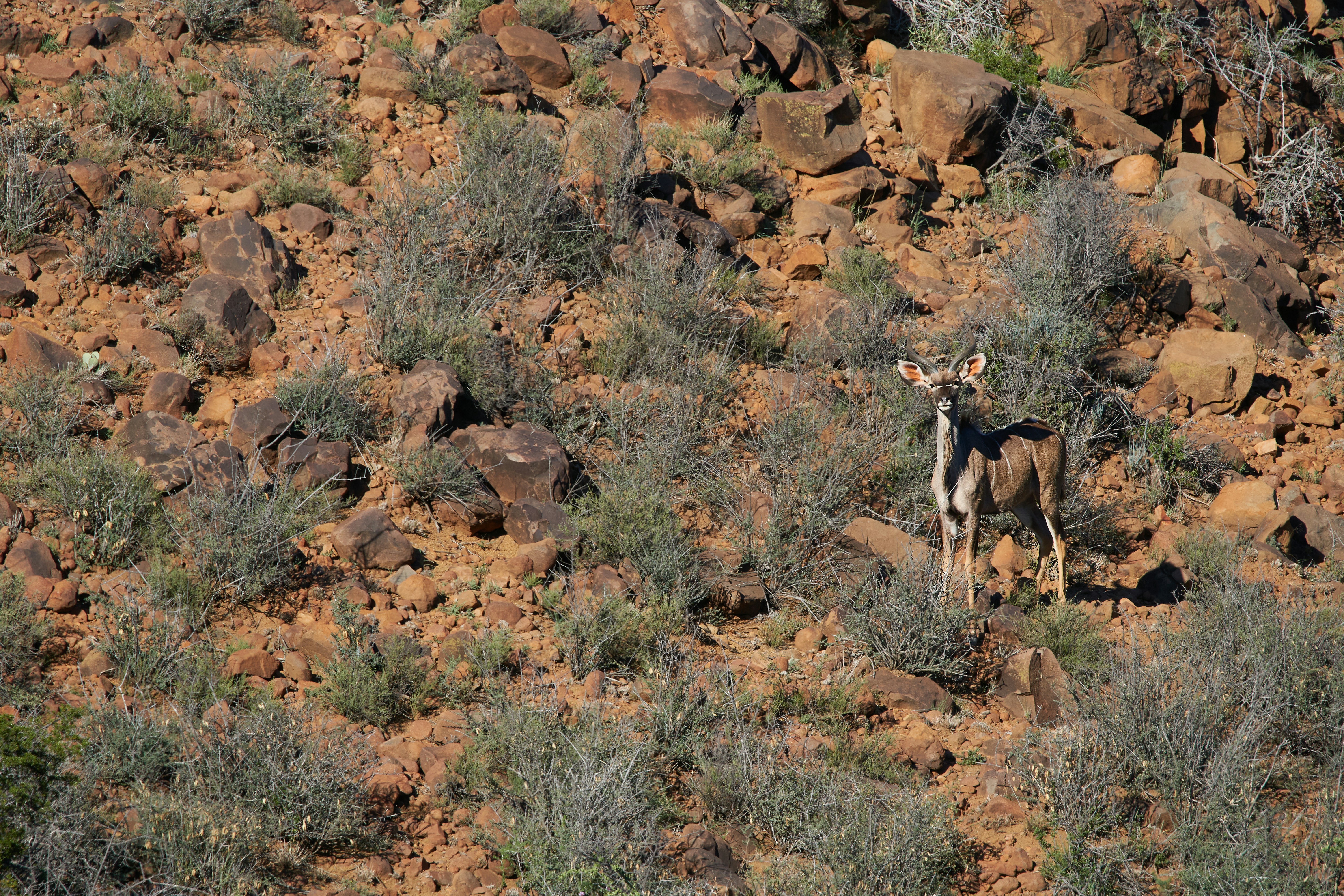 Male kudu