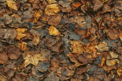 old brown wet leaves on ground