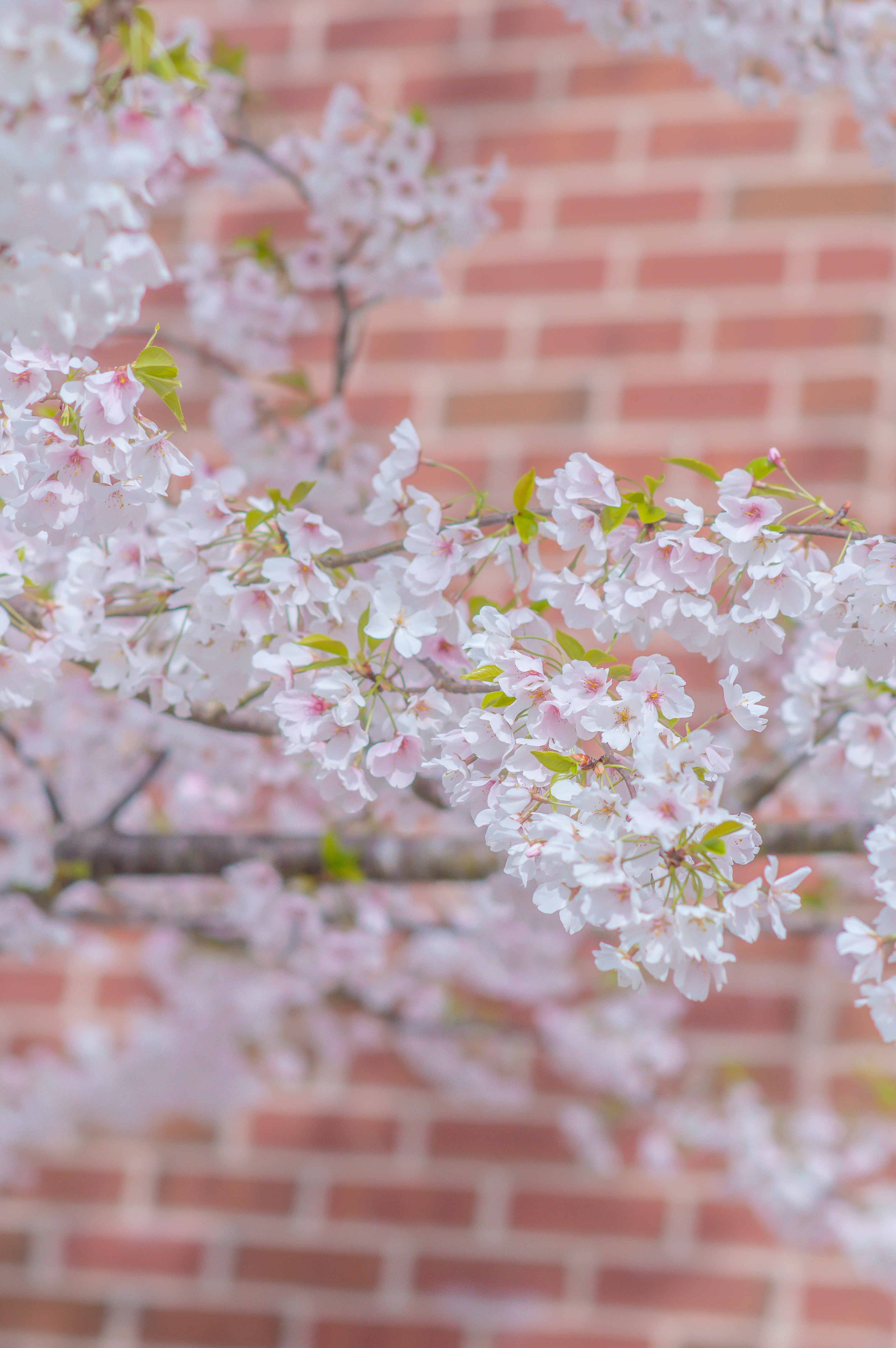 Photo by smwallday