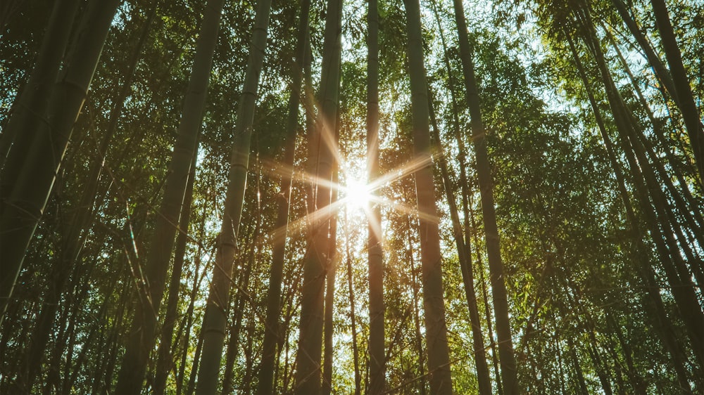 Rayos de sol que atraviesan los árboles