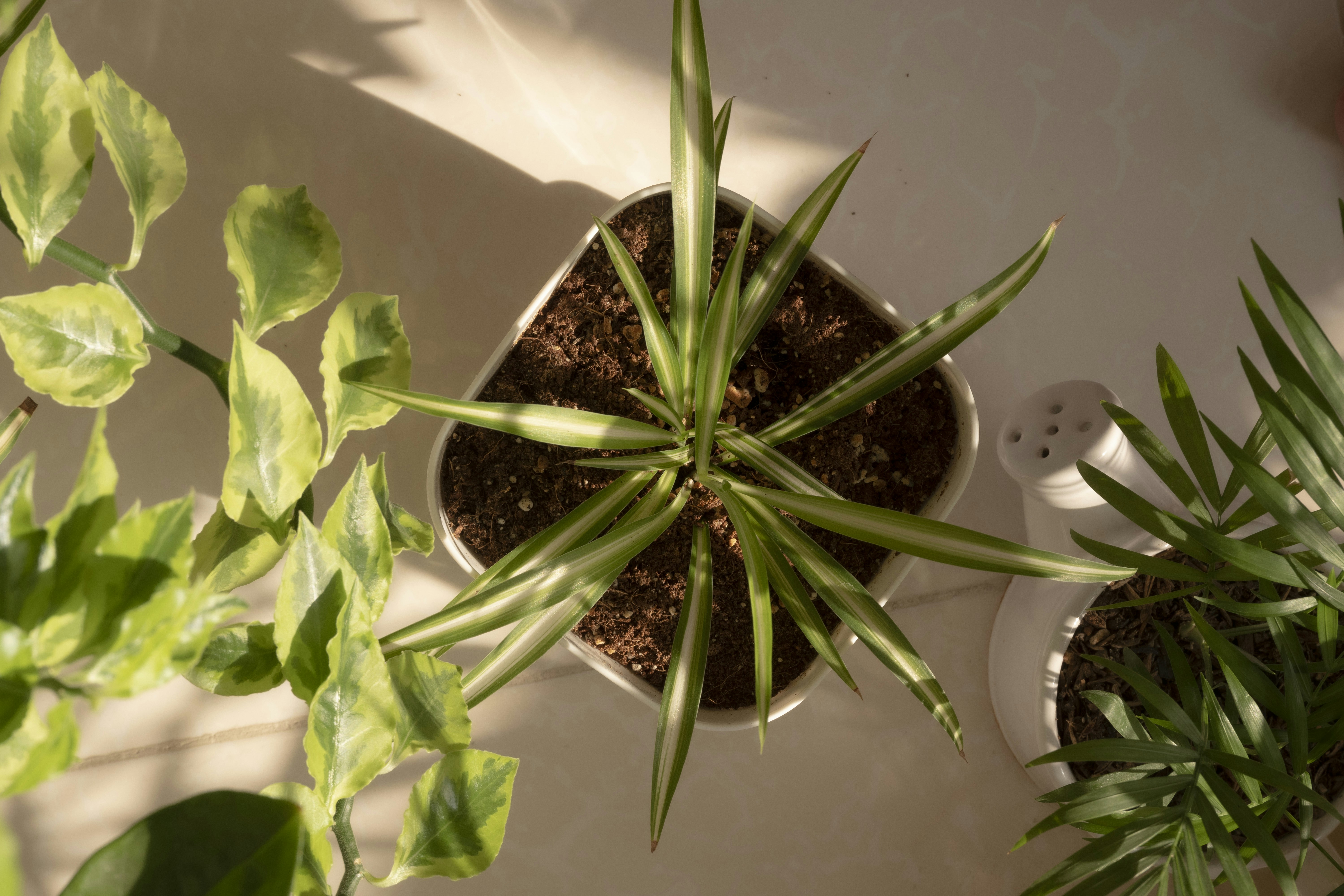 Plant on white table