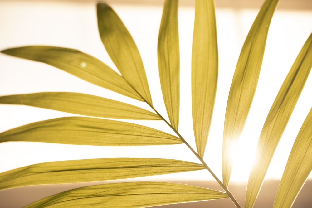 green plant in close up photography