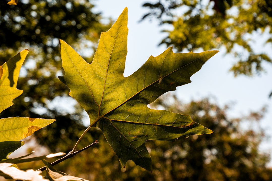 green maple leaf in close up photography