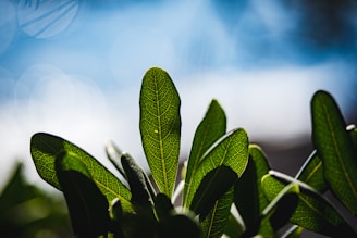 green plant in tilt shift lens