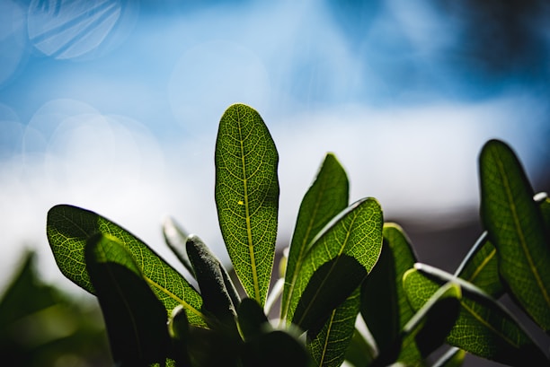 green plant in tilt shift lens