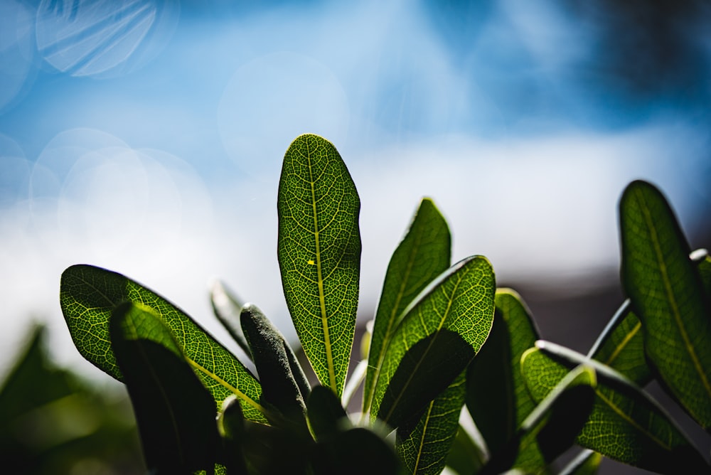 green plant in tilt shift lens