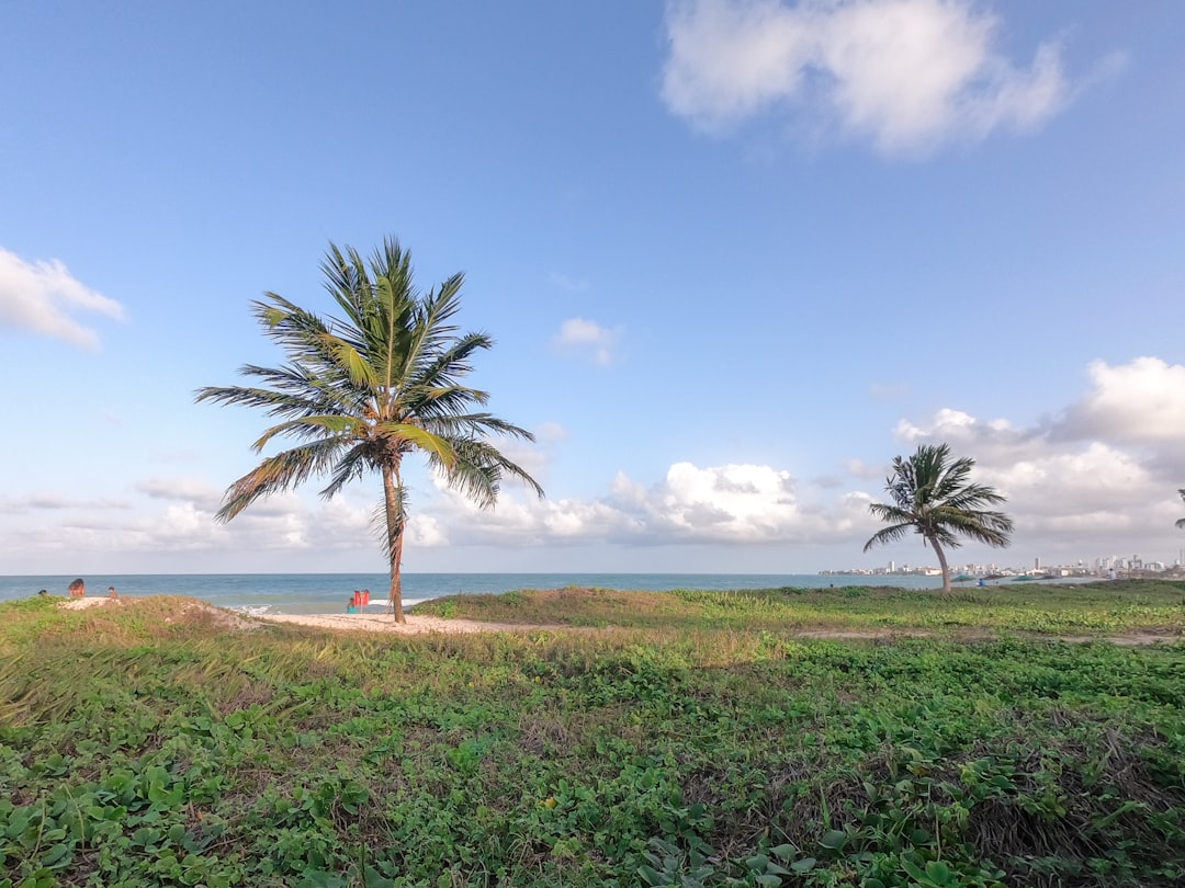 green palm tree on brown sand near body of water during daytime