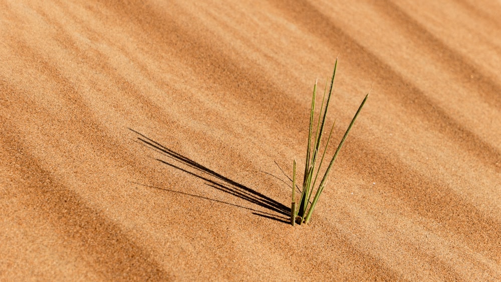 plante verte sur sable brun