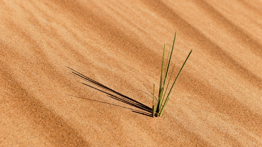planta verde na areia marrom