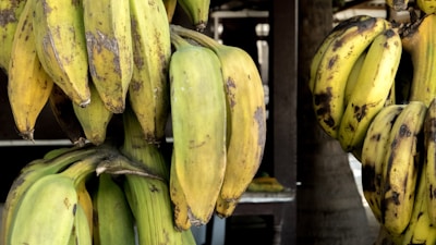 Close-up of fresh green plantains and corn plants in a rustic farm setting.