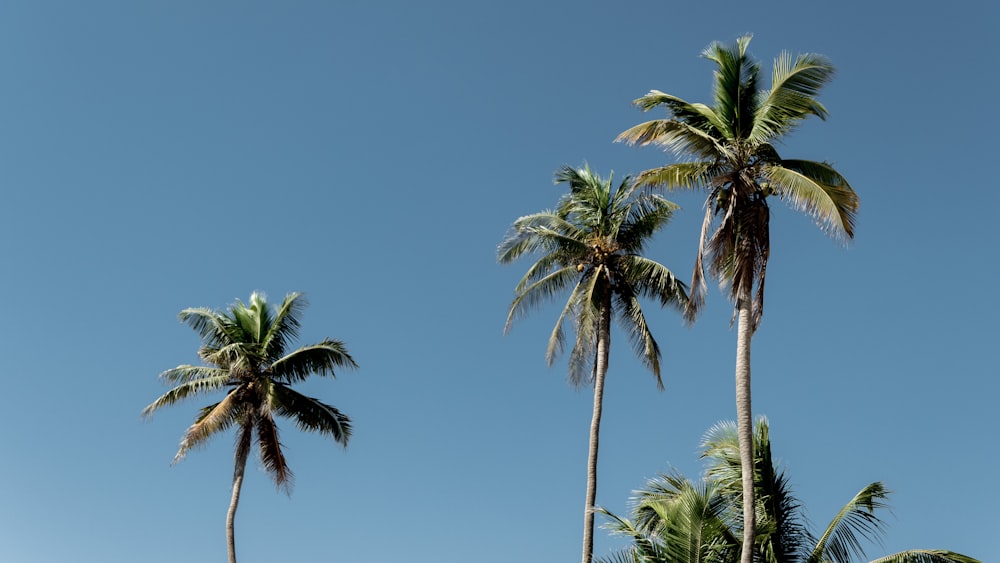 green palm tree under blue sky during daytime