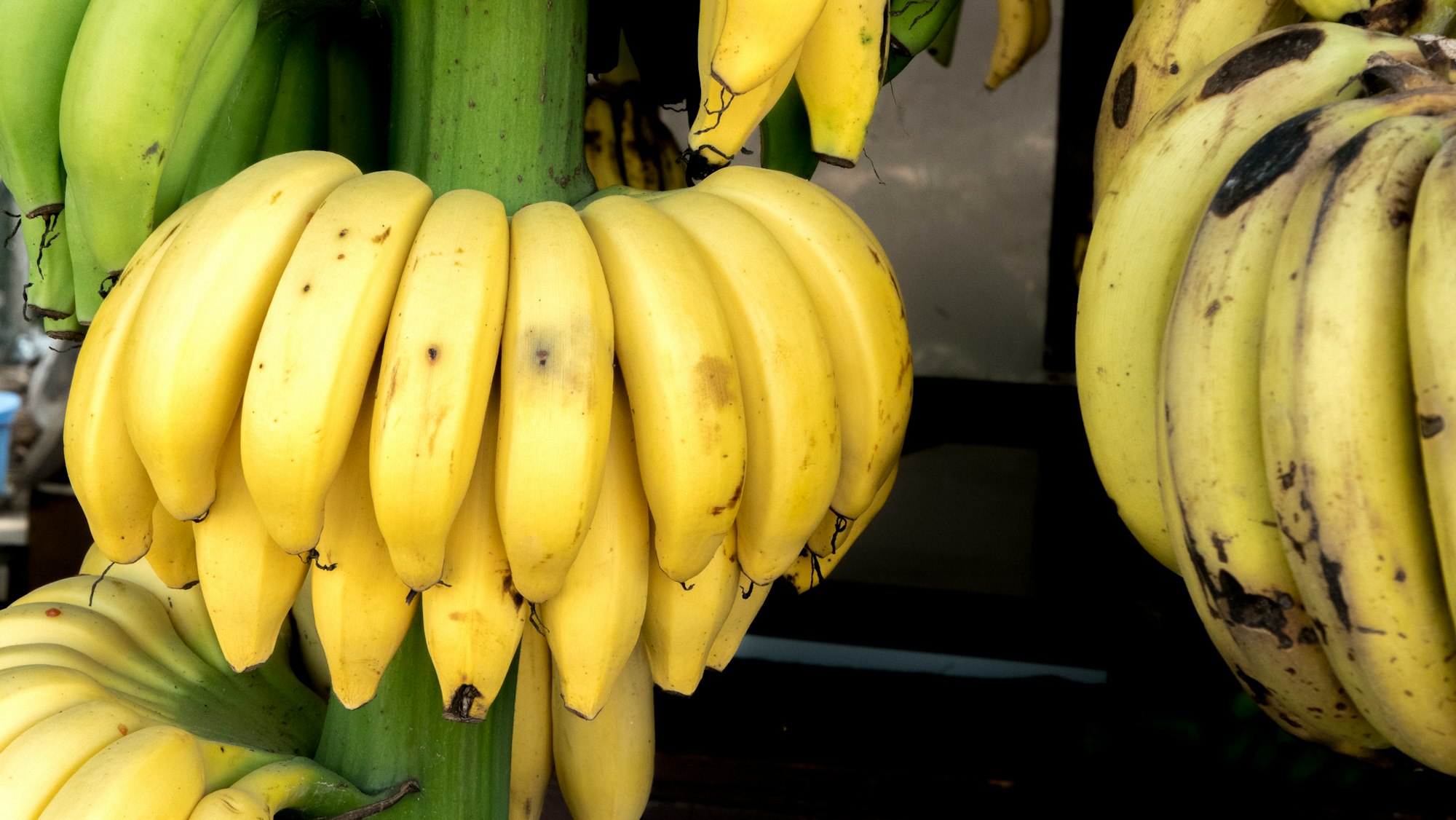 Bananas in Salalah, Oman