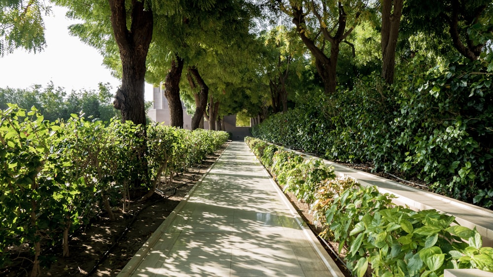 green trees on gray concrete pathway