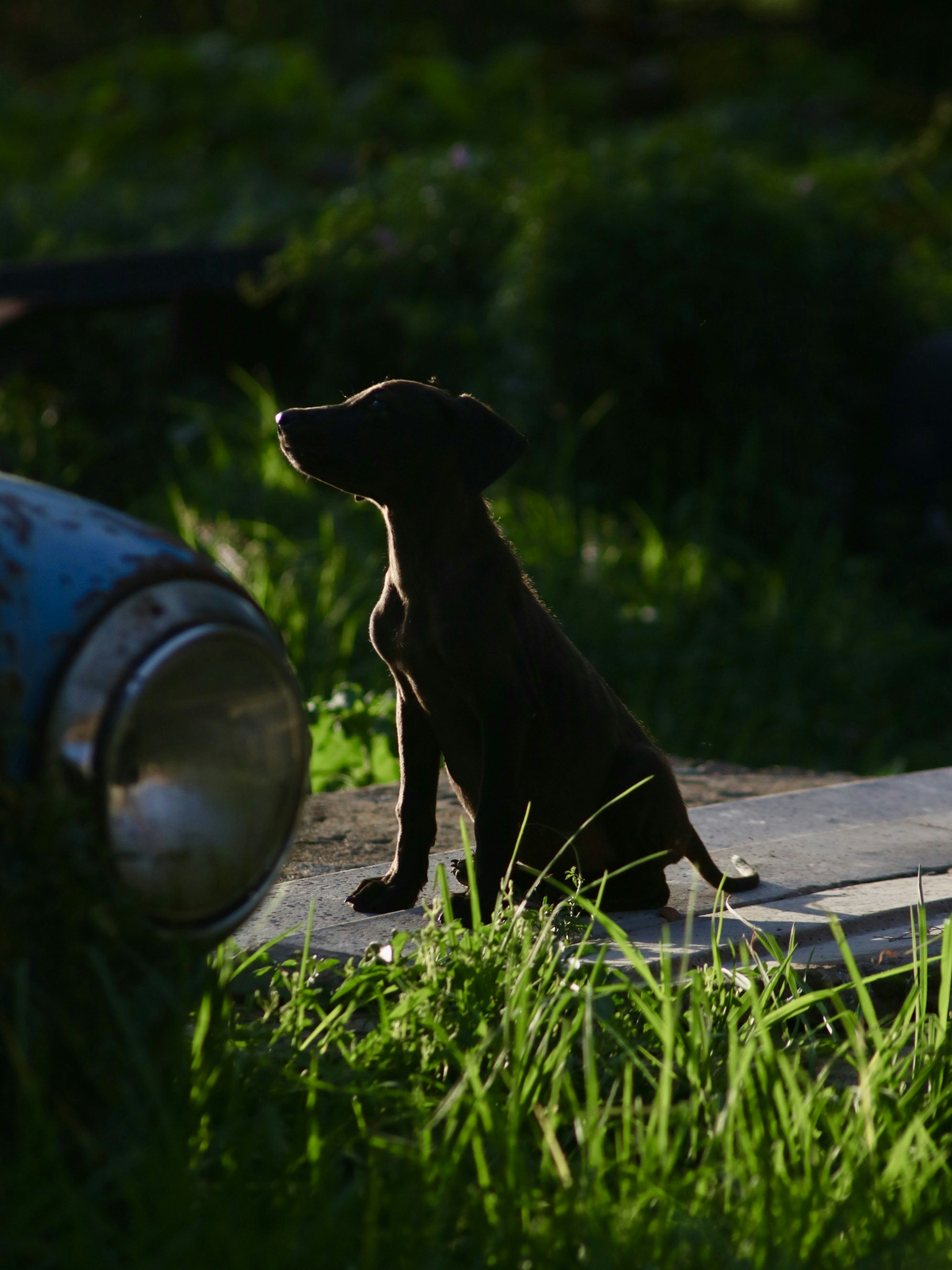 schwarzer kurzhaariger Hund auf dem Boden liegend