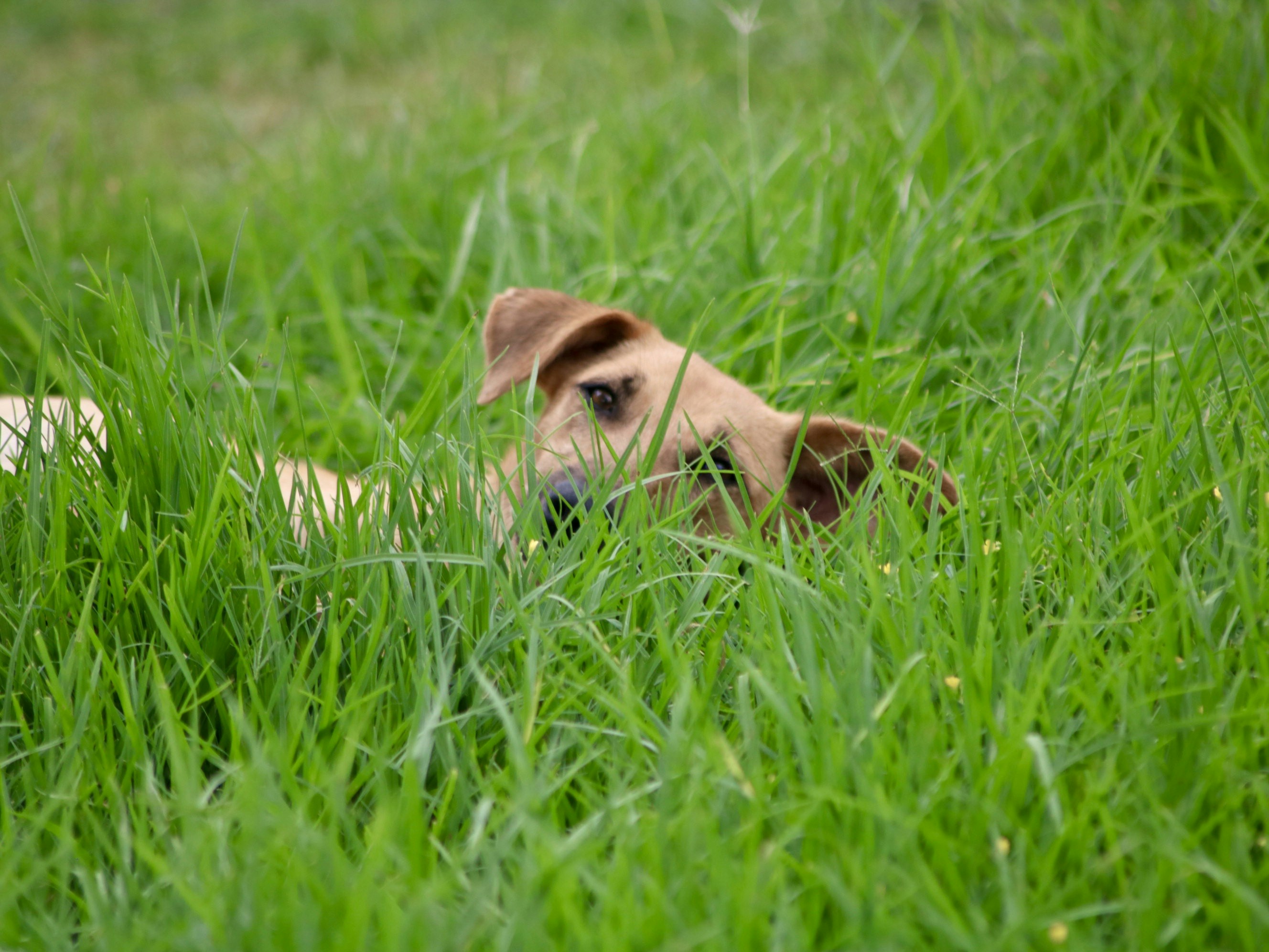 Watering lawn grass for lawn care tips