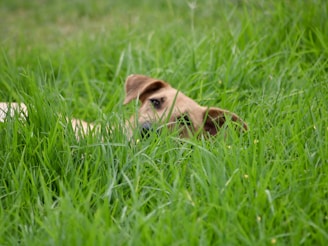 brown short coated dog lying on green grass field during daytime