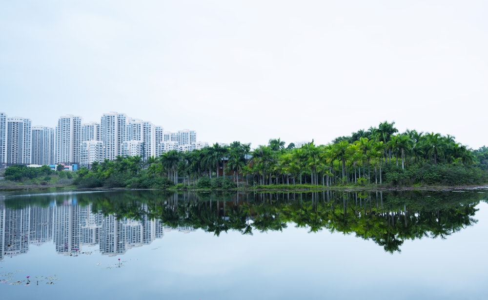 green trees near body of water during daytime