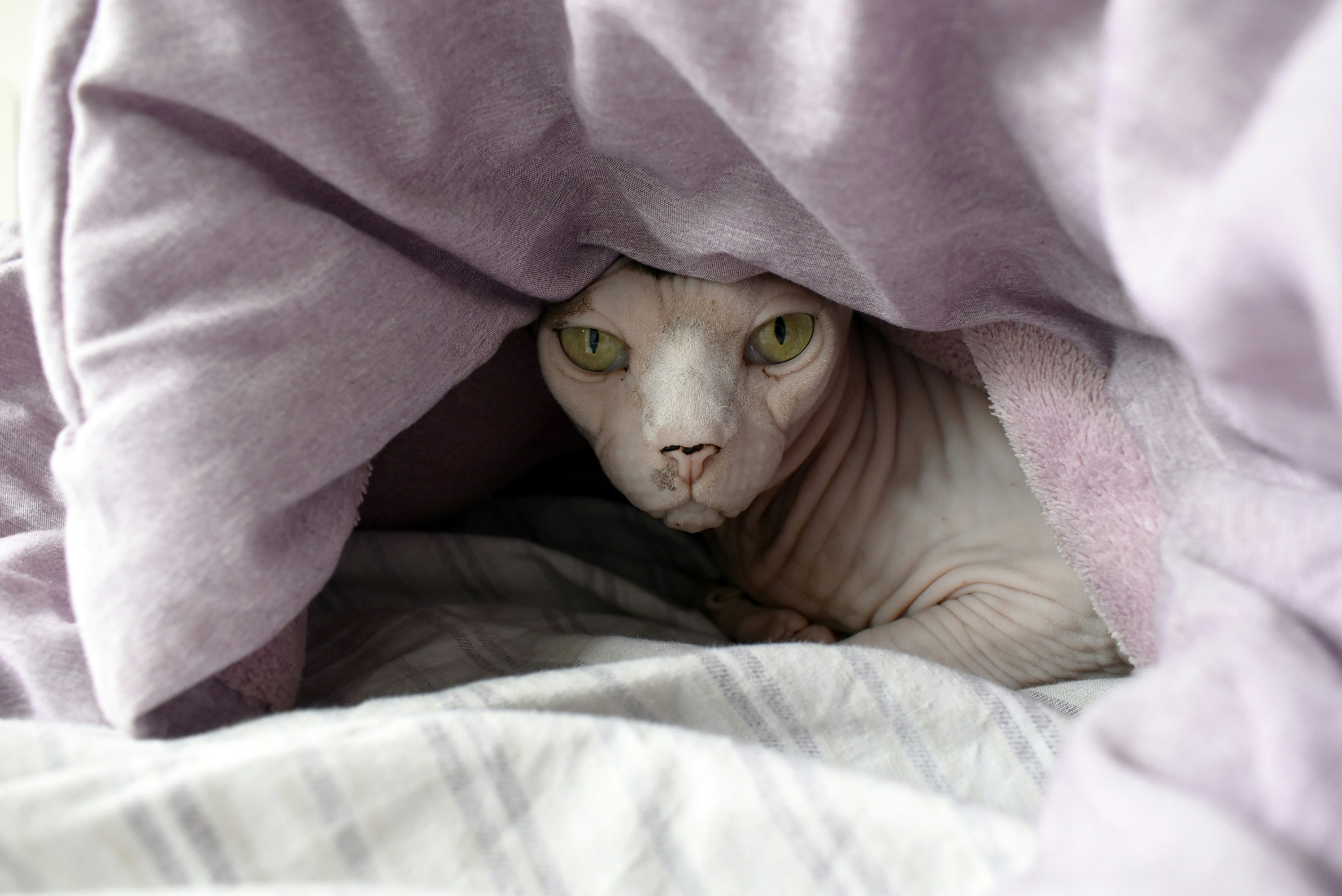 brown cat covered with purple blanket blanket teams background