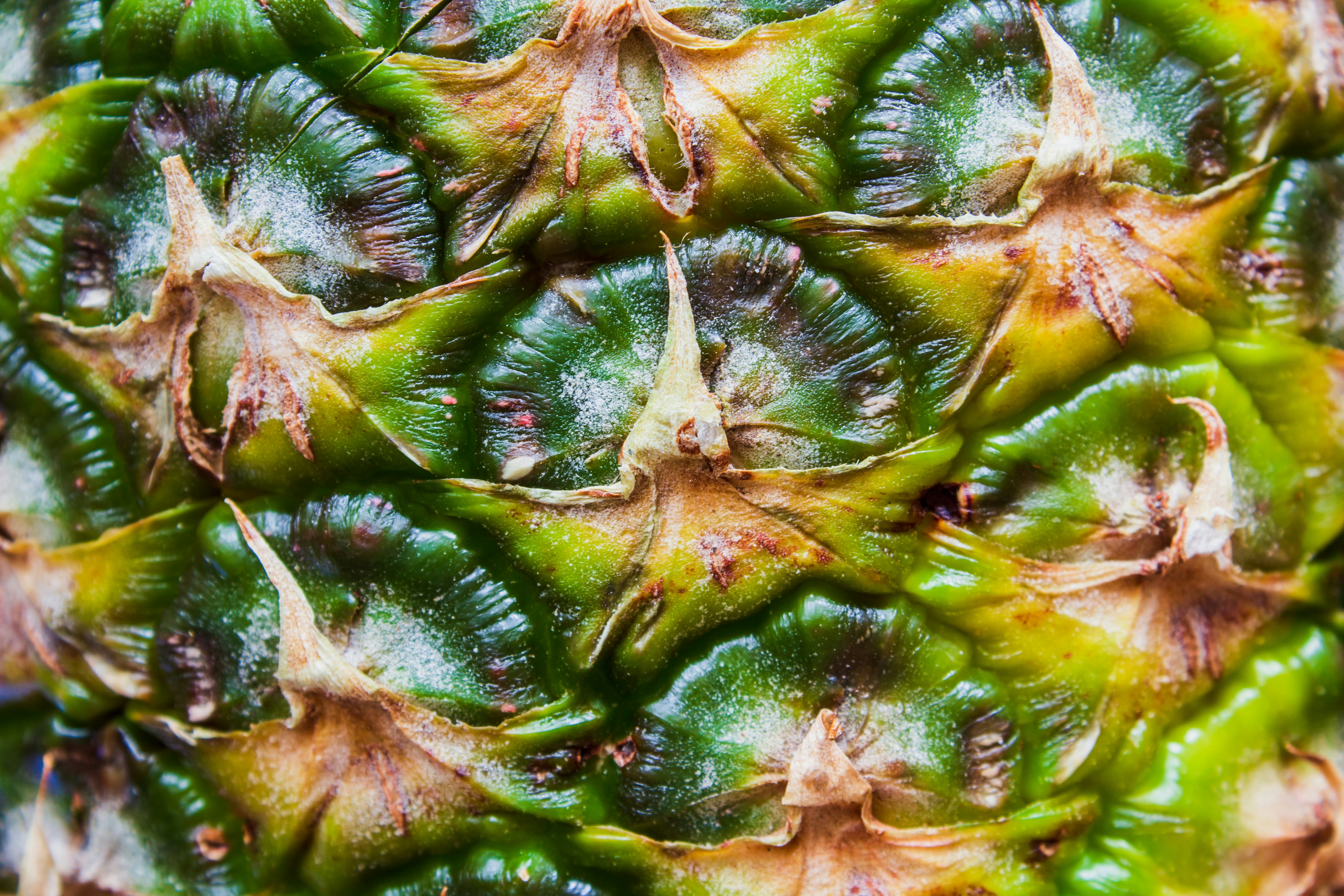 Os benefícios do cupuaçu, rico em antioxidantes