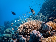 school of fish in body of water