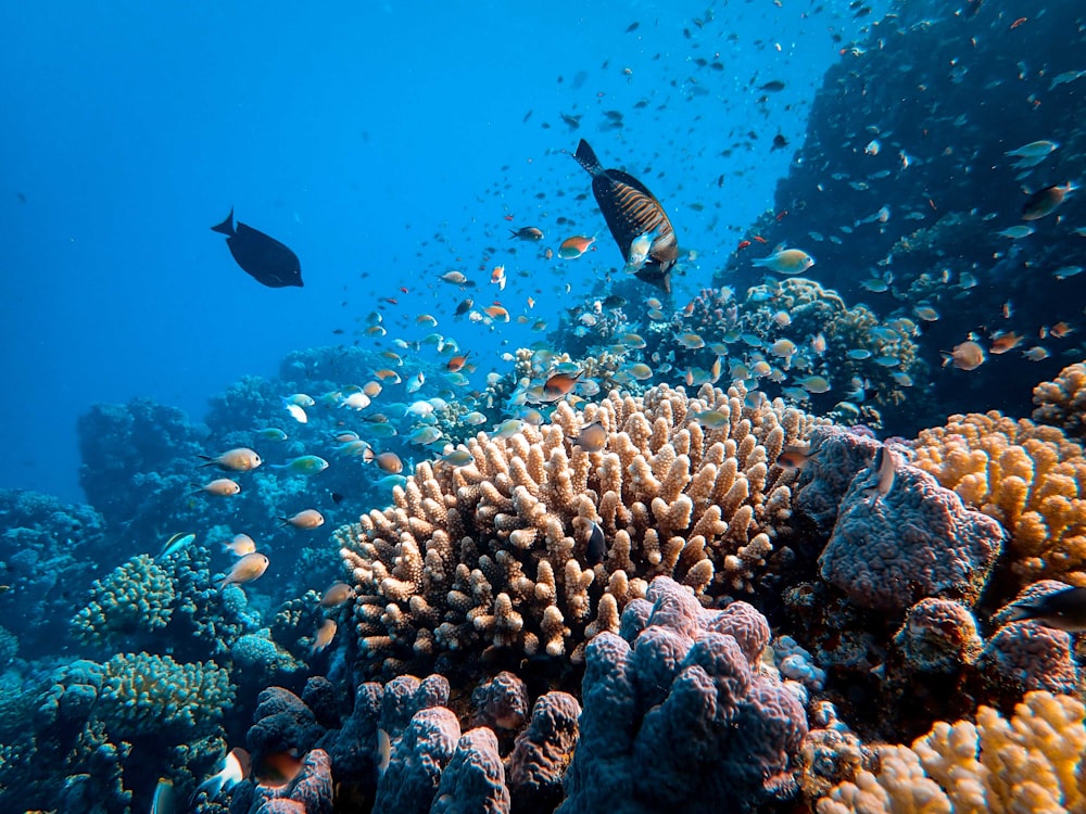 banco di pesci in specchio d'acqua